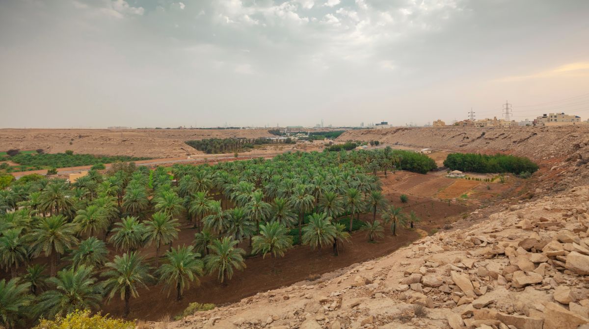 Mano ūkis - Ak, tie pasaulio rekordai, datulės, Egiptas...